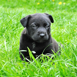 Beautiful and Healthy Lawn